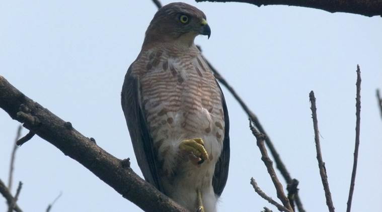 Yamuna Biodiversity Park, Plain Tiger butterfly, bird flew off, “shallow water body, Northern Ridge, Dragonflies, tawny , Michelin man, indian express, indian express news 