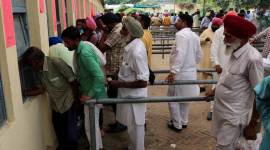 farmer 759 PAU re-launches popular wheat variety with added rust disease resistance