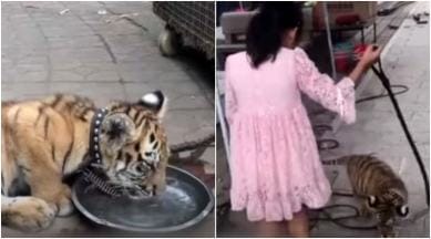 Chinese girl pet tiger cub, zoo keeper's daughter pet tiger, girl pets tiger, china viral story, china, indian express, indian express news