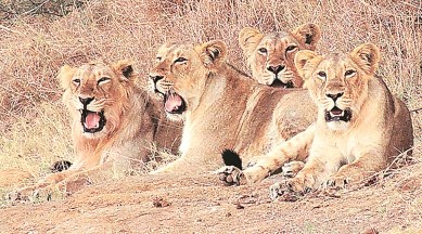 Three lions camping near Rajkot