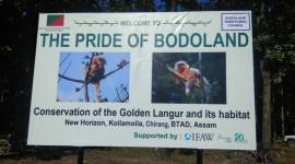 Golden Langur, Assam, Golden Langur Habitat Conservation project