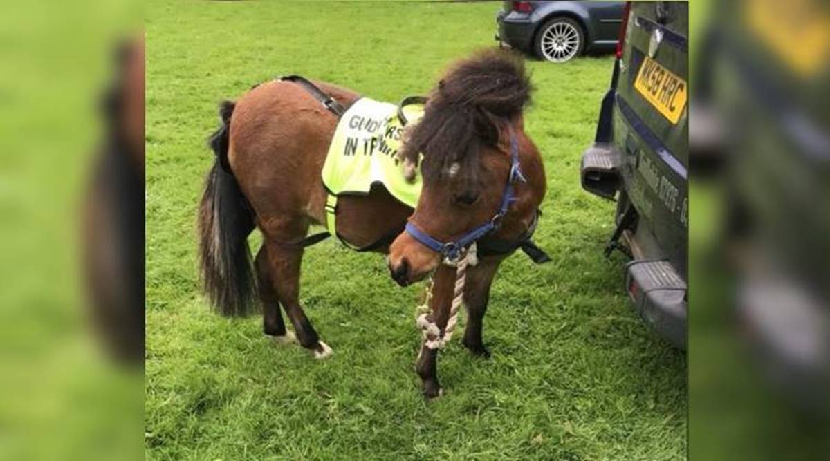 In a first, Indian-origin blind man to get guide horse in UK
