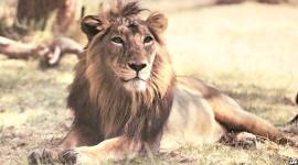Gujarat government finalises Rs 351-crore package for lion conservation after spate of deaths