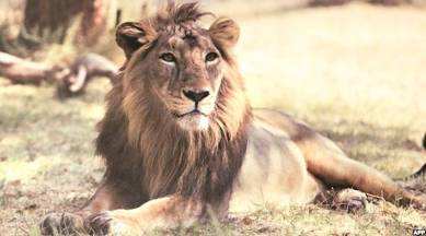 Gujarat: Vujay Rupani launches ambulance for lions, other animals in Gir |  Cities News,The Indian Express