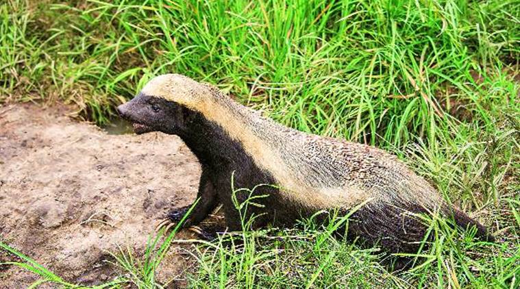 badger, unfriendly animals in the jungle, down in jungleland, animals, honey badger, animal instincts, indian express, indian express news