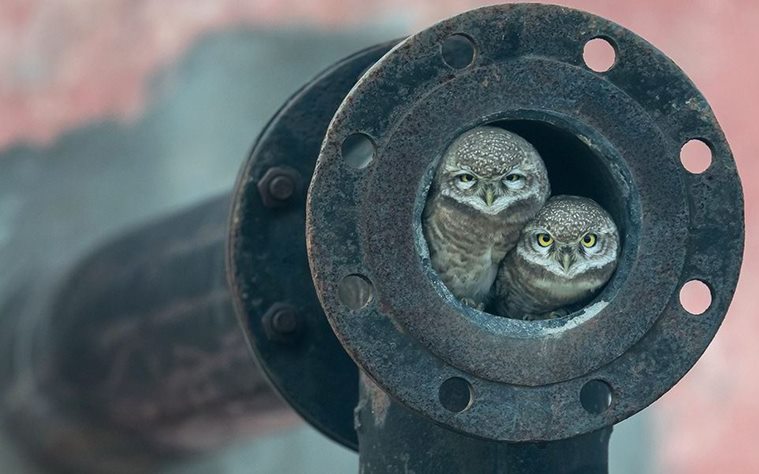 10-year-old Indian Arshdeep Singh wins 2018 Wildlife Photographer of the Year award