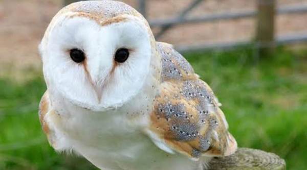 Punjab: A month after two barn owls went missing from Bathinda zoo, police registers FIR | Cities News,The Indian Express Punjab: A month after two barn owls went missing from Bathinda zoo, police registers FIR | Cities News,The Indian Express