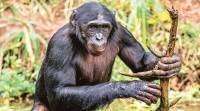 animals, animals that adapted, animal intelligence, animals and their tools. human-animal brain, orangutans, chimpanzee, indian express, indian express news