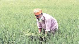Kharif crops, centre on kharif crops, cabinet meeting, modi cabinet meeting, India news, Indian Express