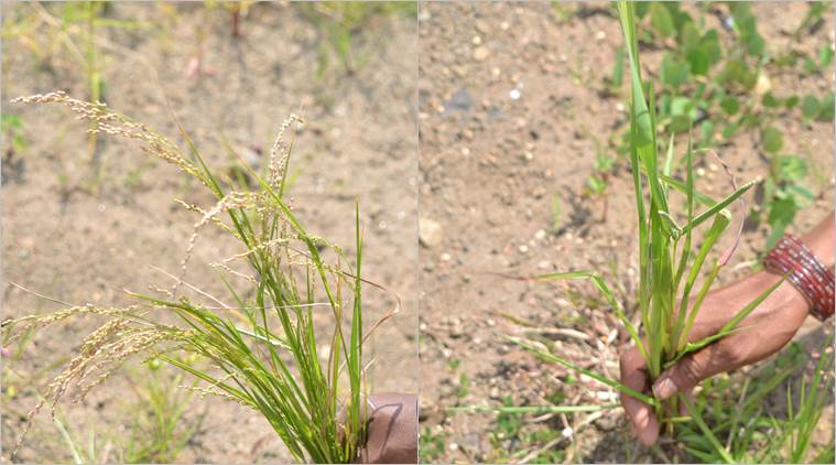‘Forgotten’ Kodo-Kutki millets on a comeback trail in this MP tribal ...