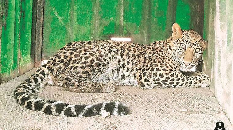 Human-Animal conflict: Leopards find perfect hunting ground in Surat farm; 10 captured in 5 years