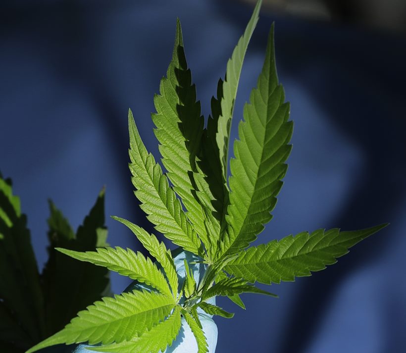 Canadians 'Wake and Bake' as Marijuana gets legalised in the country