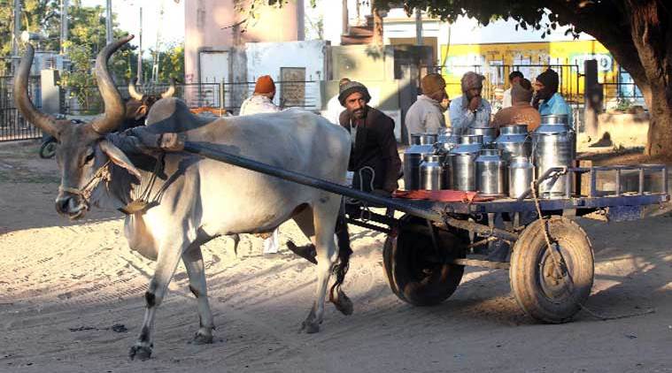 dairy farming, government subsidy, milk farmers, Pune news, Indian express news