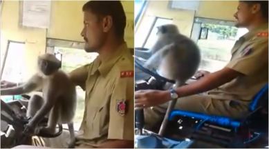WATCH: Langur takes charge as driver in a Karnataka bus; video goes viral | Trending News,The Indian Express WATCH: Langur takes charge as driver in a Karnataka bus; video goes viral | Trending News,The Indian Express