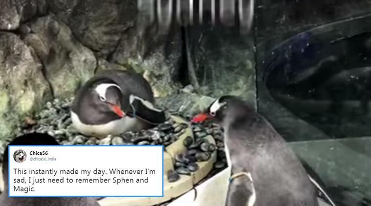 Two gay penguins rear an egg together and people can't stop gushing over  them | Trending News,The Indian Express