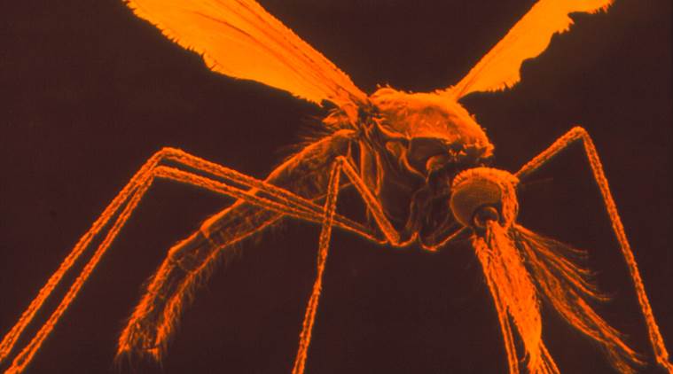 Zika virus, Hexapoda, Dengue fever, Medicine, Flaviviruses, Microbiology, Aedes aegypti, Chikungunya, Yellow fever, Zika fever, Mosquito, Aedes, veteran science journalist, nano products, Haryana, fluorescent imaging, Punjab, Payyalore Rajagopalan, Indian Institute