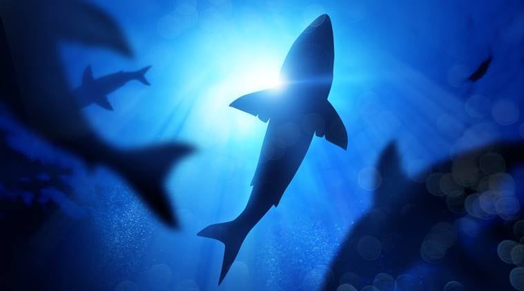 surfer headbutted and fought shark attack, shark attack, horrific shark attack, man survives shark attack, man fights shark attack, indian express, indian express news