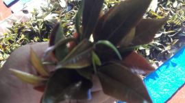 Purple Tea. Arunachal Pradesh, Donyi Polo Tea Estate