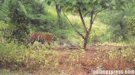 Reports suggest that the girl had stopped to pick up her dupatta that had fallen along the way when the predator pounced upon her and dragged her into the bushes. (Representational)