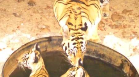 man eater tiger, man eater tigress, maharashtra tigress, Tigress, tigress T1, man-eater tigress, Nagpur tigress sighted, Nagpur, India news, indian express