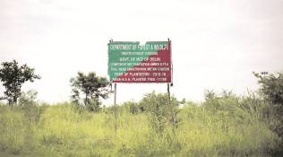 Delhi: New projects, poor maintenance affect plantation drives