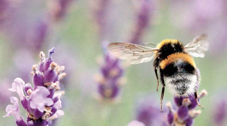 World Wildlife Fund, endangered species, wwf report on wildlife, fall in wildlife population, mass extinction, Indian express