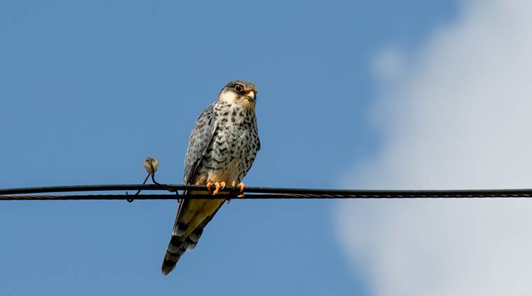 Manipur: Five Amur falcons to be tagged with satellite transmitters