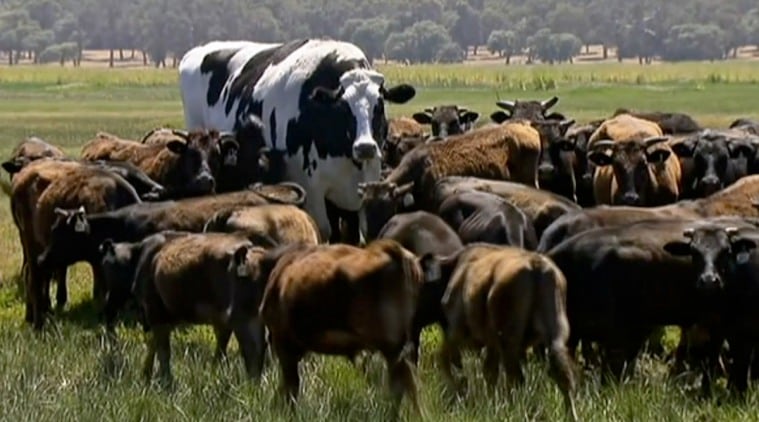   Panties, panties giant cow, giant cow saved, giant cow saved, cow giant saved from mbadacre, cow story, giant cow story 