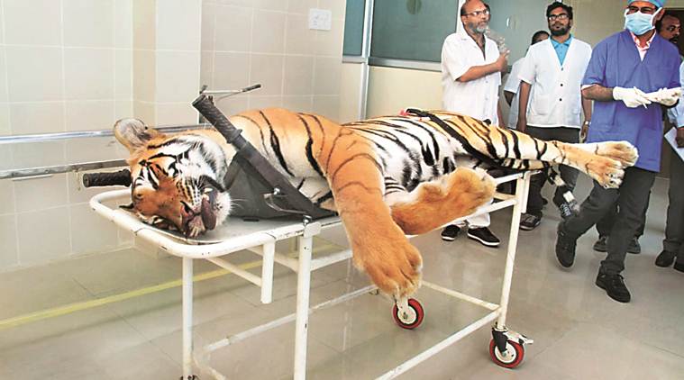 Avni killing: Autopsy suggests tigress shot when looking away, dressed up with dart