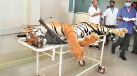 tiger Avni killed, avni death anniversary, tiger avni death anniversary, animal activists to observe avni death anniversary, avni death prayer programme, prayer programme for man eater tigress avni, indian express