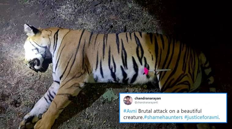 People mourn the death of ‘man-eater’ tigress Avni; wonder why the ...