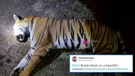 avni, avni the man eating tiger, avni man eater killed, avni man eater tiger killed, T1 shot dead, tiger shot dead, avni tiger shot dead, maharashtra, Mumbai, animal killed, indian express, indian express news