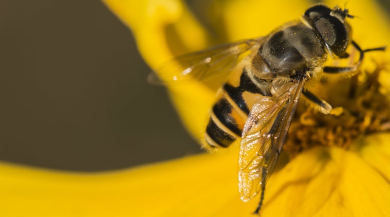 Climate change, Bees, Bee Technology, pollination, cross pollination, Bees essential to society, human activity, disruptions in weather patterns, seasons, crops, direct effects on flora, fauna