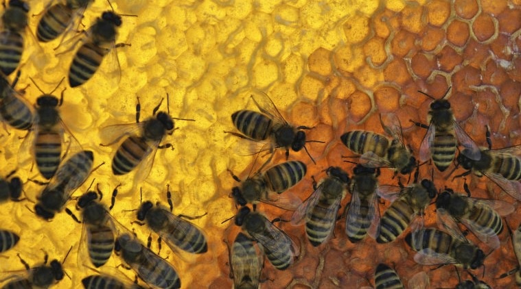 Beekeeping, beekeeping programme, central government programme for beekeeping, Pune news, indian express