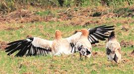 Winged guest, Winged guest in tricity, Neophron, Egyptian Vulture, Chandigarh, Indian Express               