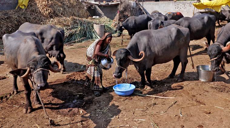 Parched villages begin to empty out in drought-hit Maharashtra