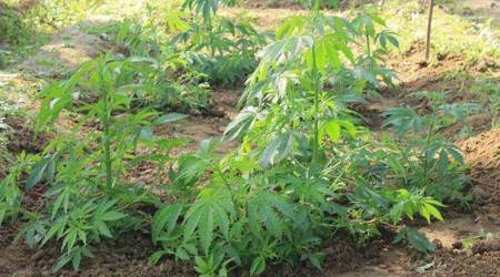 BJP leader says legalise cannabis, BJP leader says legalise ganja, legalising ganja, legalising cannabis, cannabis legalising debate, tripura news, indian express