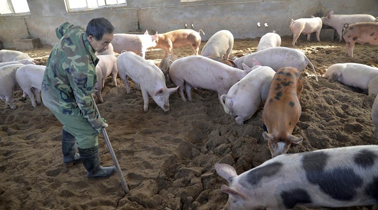African swine fever, swine fever China, China swine fever, african swine fever outbreak, Anhui china african swine fever, world news, indian express, latest news,