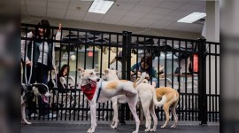 February, Delhi, Kannan Animal Welfare (KAW), dog rescue organisation, Indirapuram, Operation Paws for Homes (OPH), virginia, Irene Skricki, Jen Dodge, Washington DC, Vandana Anchalia, New Jersey, Rescue without Borders, TLC Canine Rescue, Minnesota, Street Dog Hero, Oregon, Rocky Mountain Animal Rescue, Alberta, Canada, indian express, indian express news