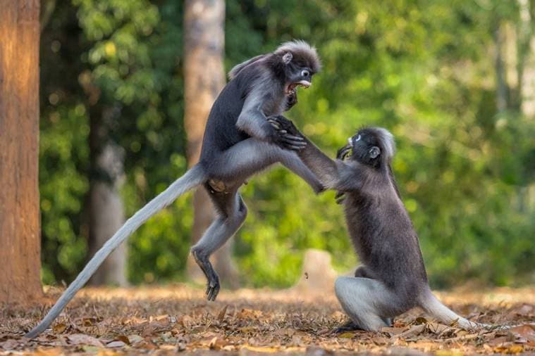 comedy wildlife photography, winners of comedy wildlife photography, comedy wildlife photography 2018, comedy wildlife photography winner 2018, comedy wildlife photography latest news, comedy wildlife photography pictures, comedy wildlife photography photos, comedy wildlife photography categories, comedy wildlife photography jury, indian express news, indian express