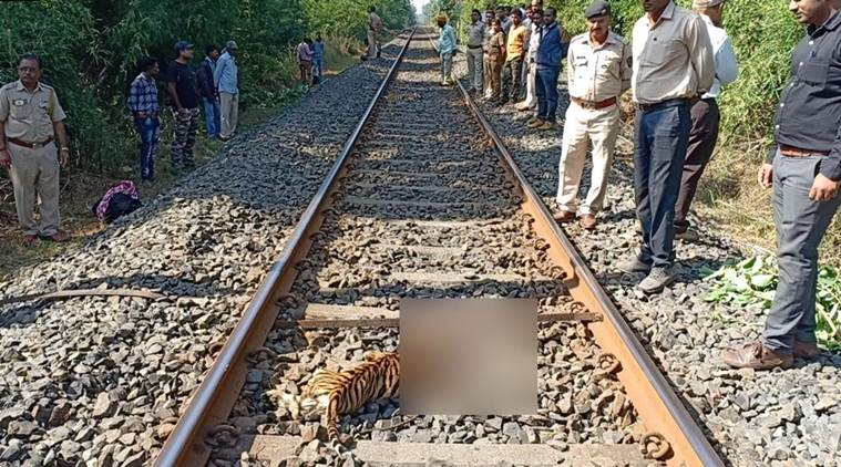 Maharashtra: Tiger cubs crushed under train in Chandrapur, 'killed' T1 cubs sighted in Vihirgaon