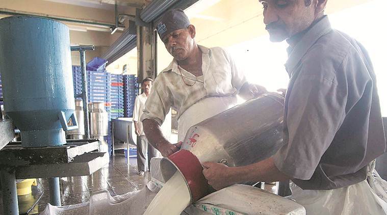Maharashtra: Heavy rain, lack of green fodder in ‘flush period’ hit milk procurement in state dairies