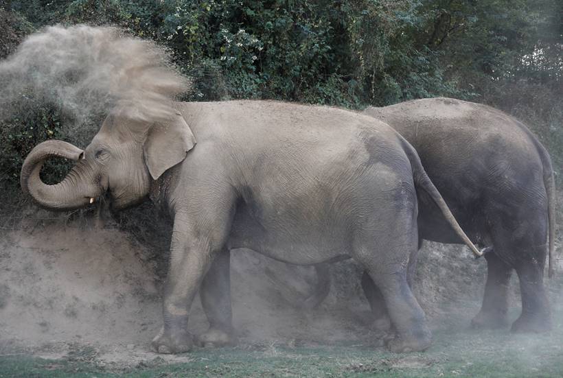 India's first elephant hospital cheers animal activists, draws tourists