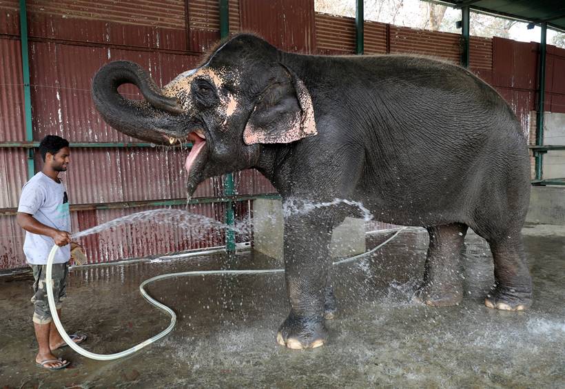 India's first elephant hospital cheers animal activists, draws tourists