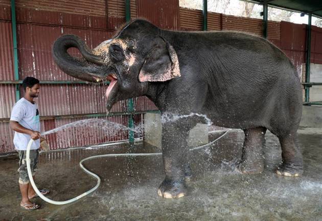 India's first elephant hospital cheers animal activists, draws tourists