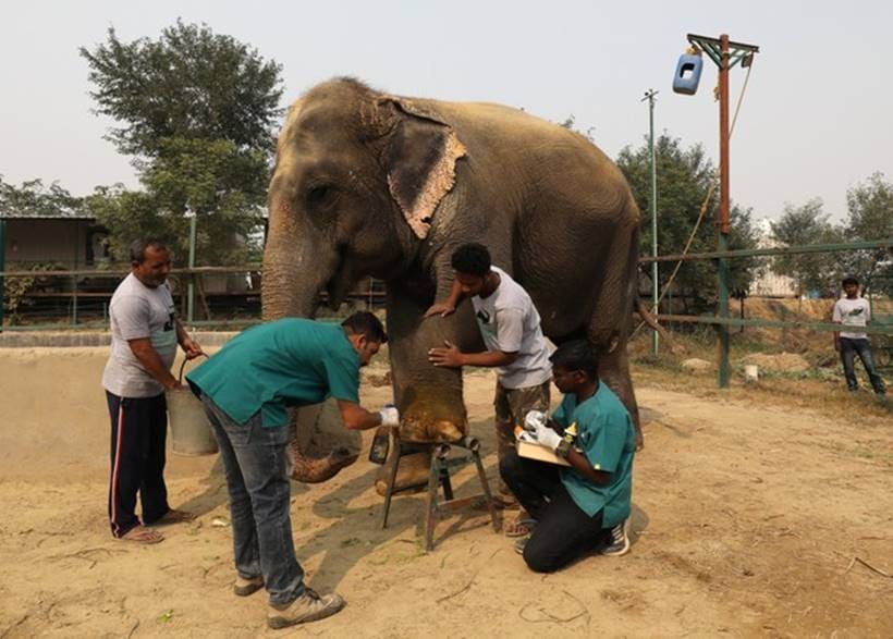 Jumbo leap: India opens first hospital for elephants