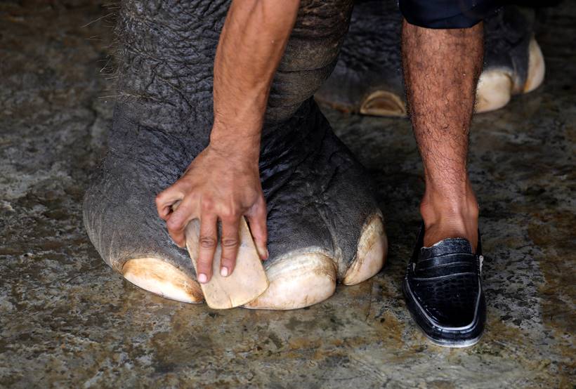 India's first elephant hospital cheers animal activists, draws tourists