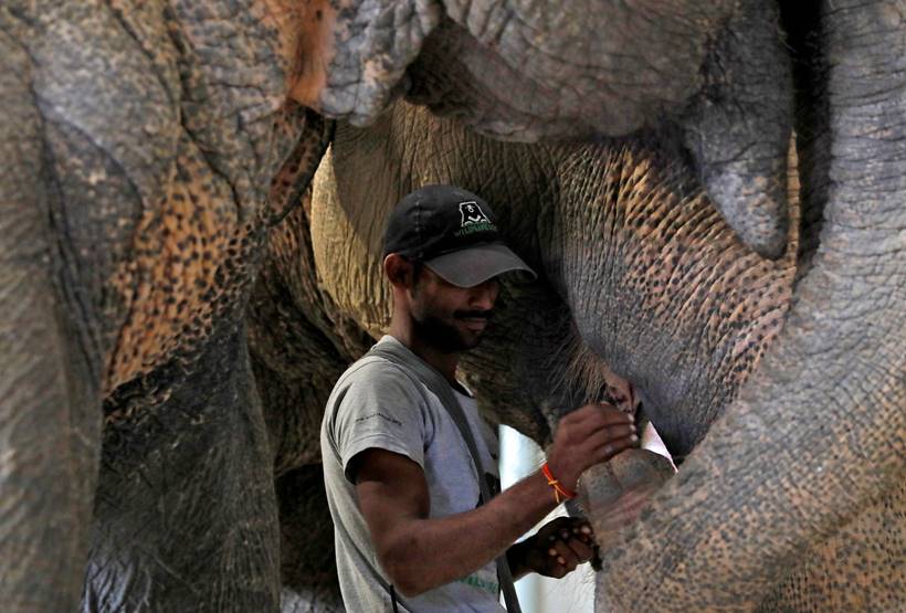 India's first elephant hospital cheers animal activists, draws tourists