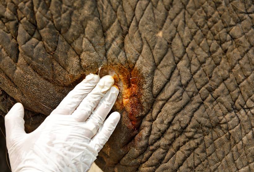India's first elephant hospital cheers animal activists, draws tourists