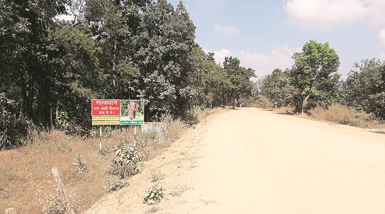 North Chhattisgarh, Elephants, Bagda, Surajpur, chhattisgarh elections, India news, indian express news